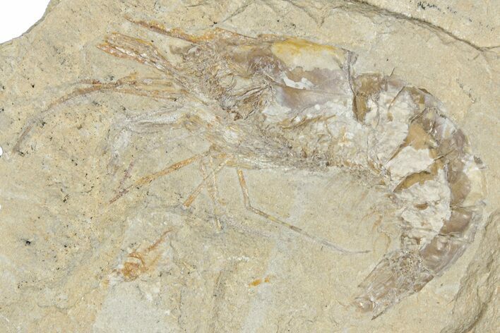 Cretaceous Fossil Shrimp - Lebanon #349657